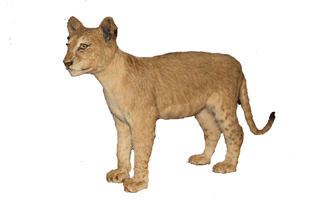 Brown Full Mount - Lion Clipart (1280x960), Png Download