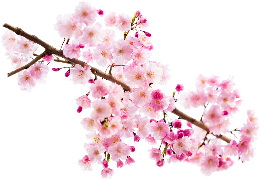 Hana In An Insta - Cherry Blossom Clipart (906x634), Png Download