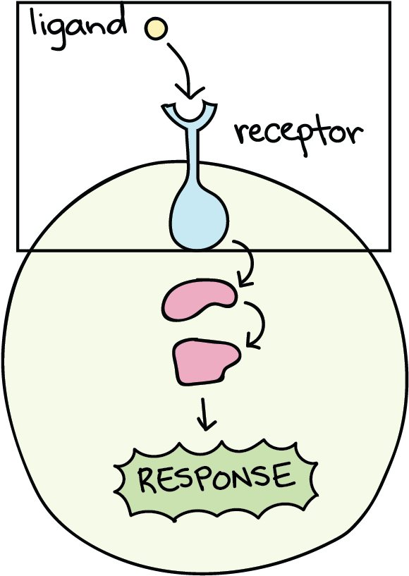 Stages Of Signal Transduction - Cellular Response Clipart (1331x833), Png Download