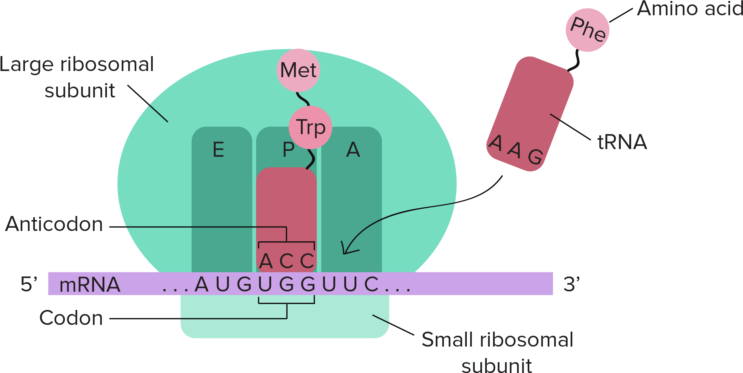 Stages Of Translation Article Khan Academy - Dna Translation Diagram Labeled Clipart (3342x1433), Png Download