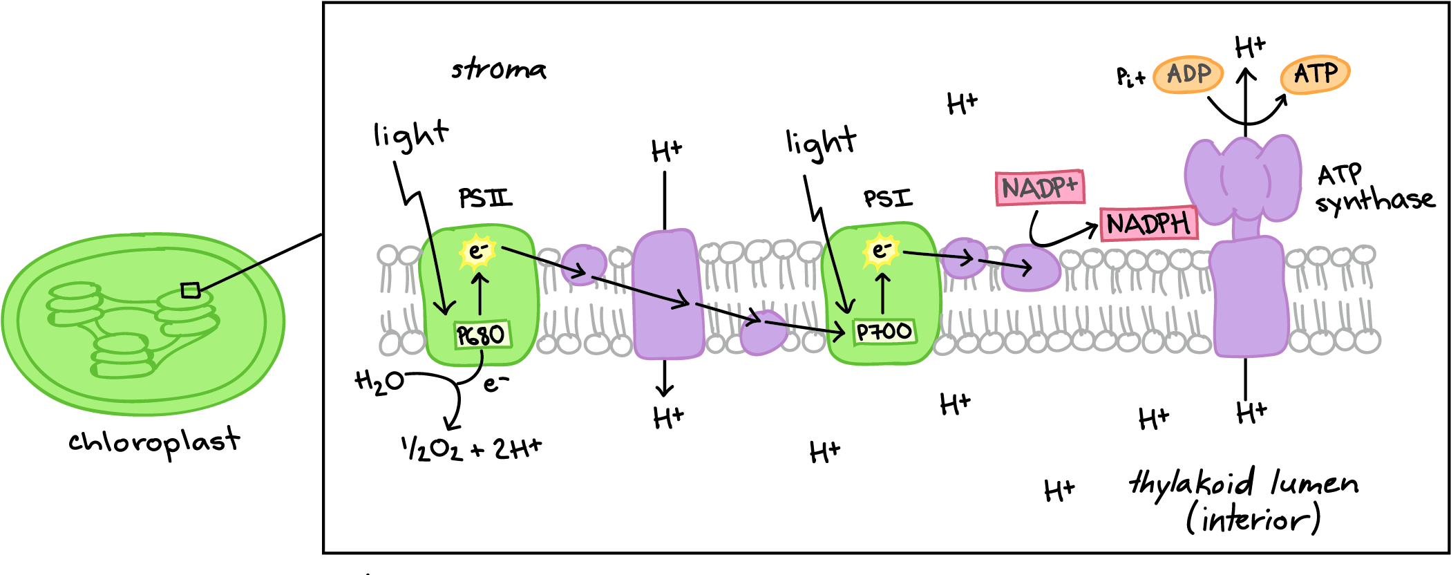 Khan Academy Organic Chemistry Resume Symbols Sweet - Electron Transport Chain Diagram Clipart (2156x862), Png Download