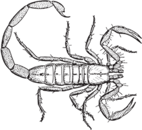 Drawn Scorpion Bark Scorpion - My Family And Other Animals Drawings Clipart (640x480), Png Download