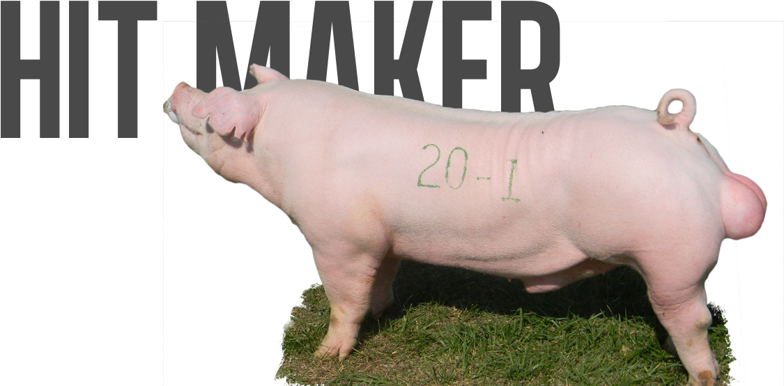 Direct Hit X Whammy - Domestic Pig Clipart (1131x576), Png Download