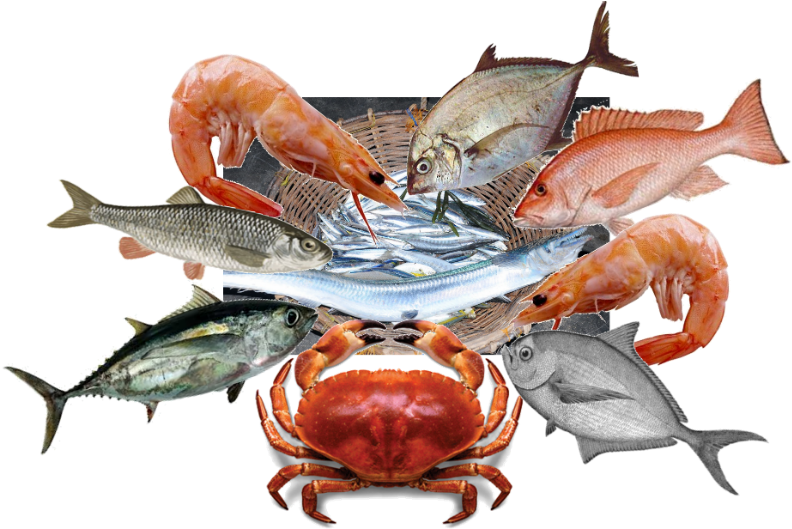 Burunuworks - Chesapeake Blue Crab Clipart (800x534), Png Download
