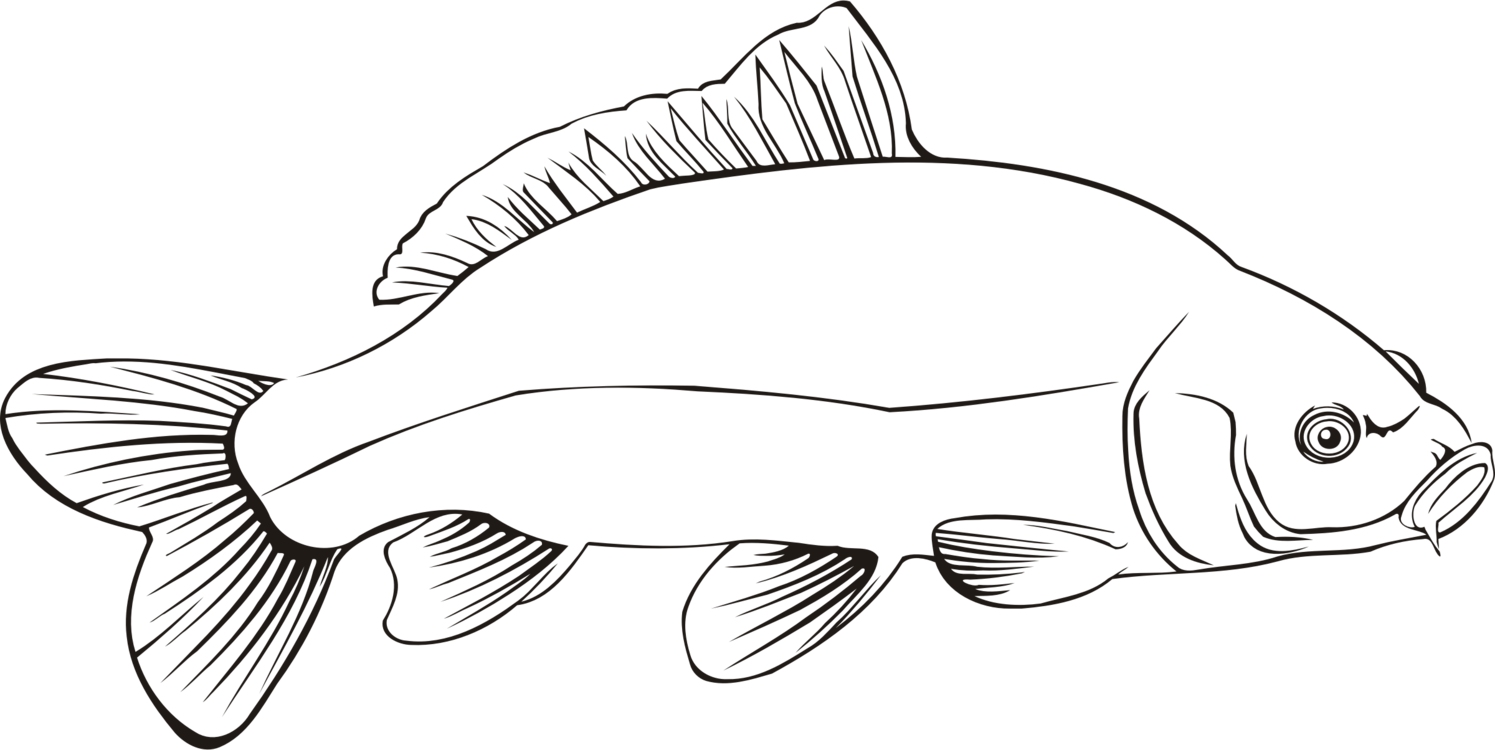 Freshwater Fish Carp Line Art Fresh Water Clipart (1495x750), Png Download