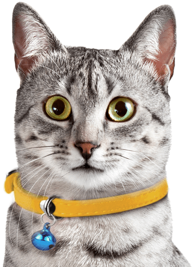 Egyptian Mau Kittens Cats Search - Savannah Egyptian Mau Clipart (560x550), Png Download