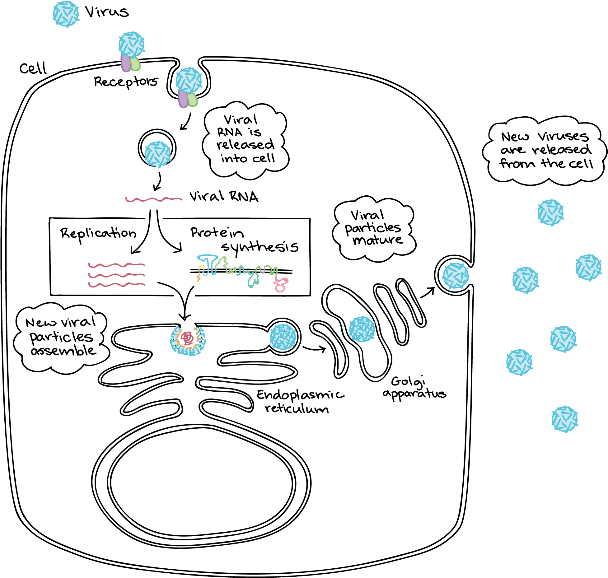 Diagram Based On "the Flavivirus Life Cycle," By Ted - Zika Virus Infecting Cell Clipart (2025x1956), Png Download