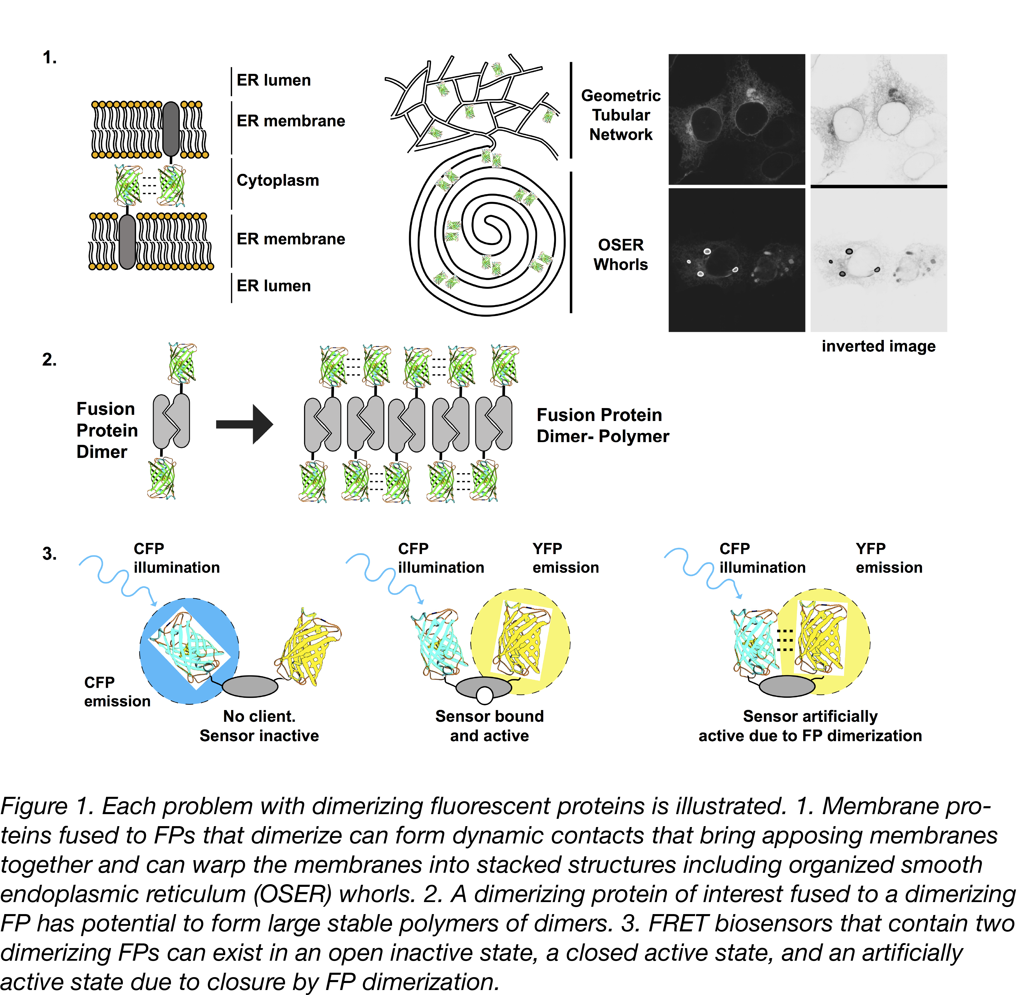 Problems That Can Be Caused By Gfp Dimerization Circle Clipart