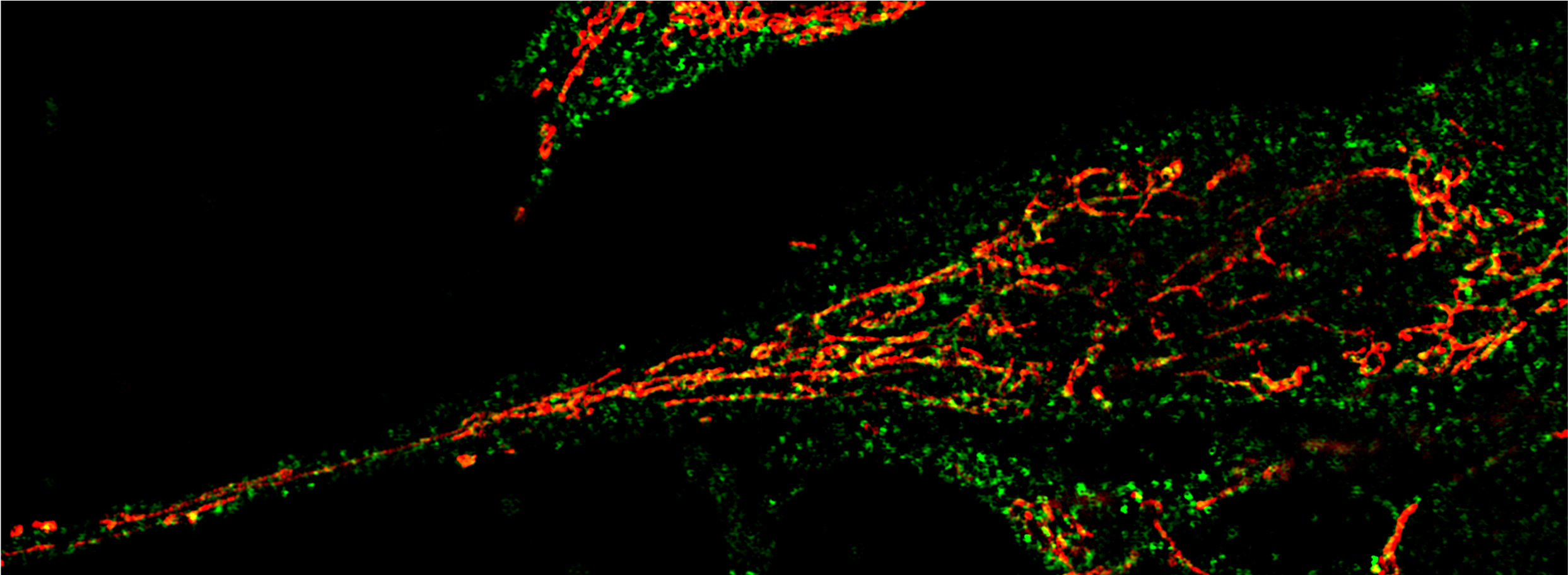 Molecular Cell Biology - Darkness Clipart (2726x1048), Png Download