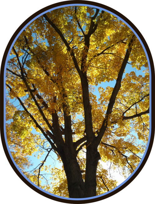 Circle Clipart (498x652), Png Download