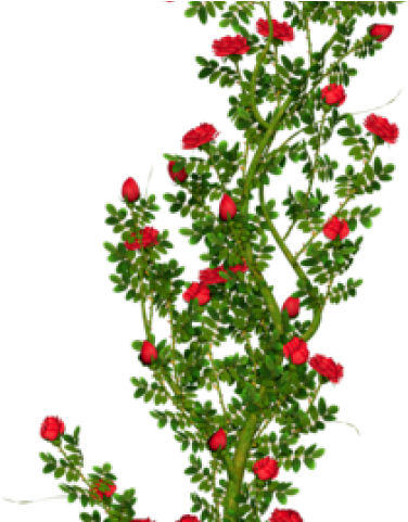 Rose Bush Clipart - Rose Tree Png Hd Transparent Png (640x480), Png Download