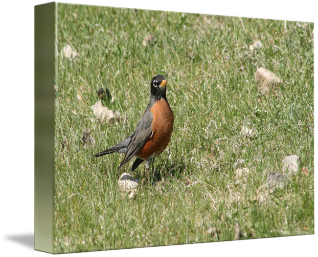 Image - Robin Clipart (650x527), Png Download