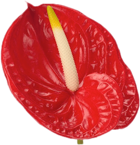 Download - Anthurium Rouge Clipart (660x660), Png Download
