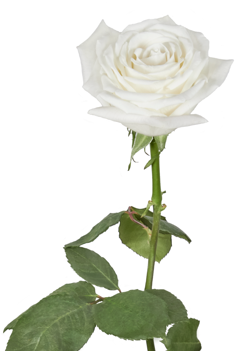 Proud - Garden Roses Clipart (887x1140), Png Download