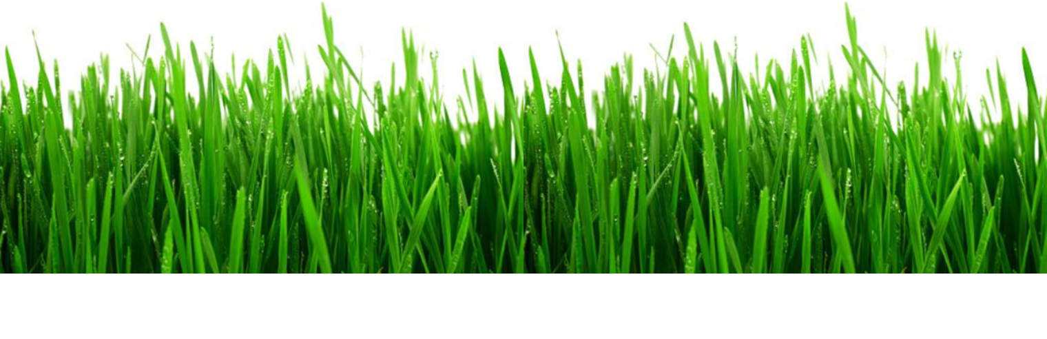 Copyright Protected Waldwick Landscape Co - Sweet Grass Clipart (1520x492), Png Download