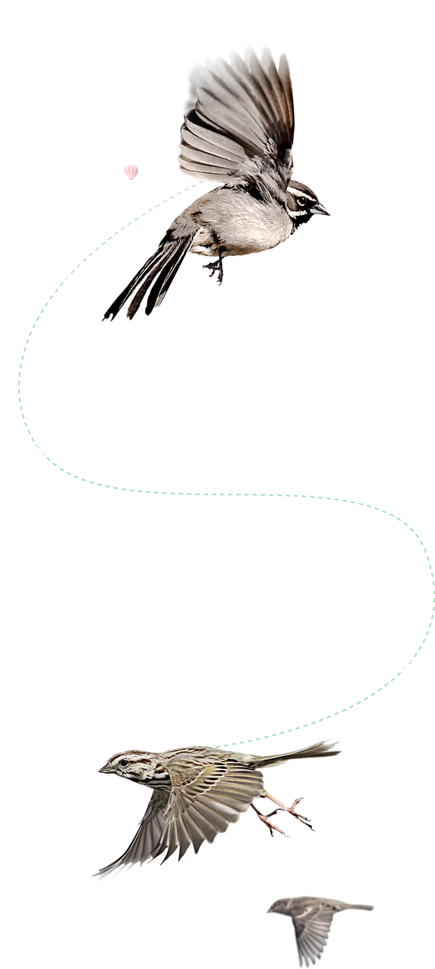 Flying Bird Png - Sparrow Bird Clipart (617x1374), Png Download