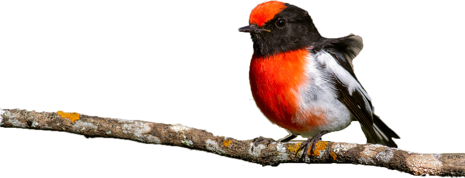 European Swallow Clipart (1600x1067), Png Download