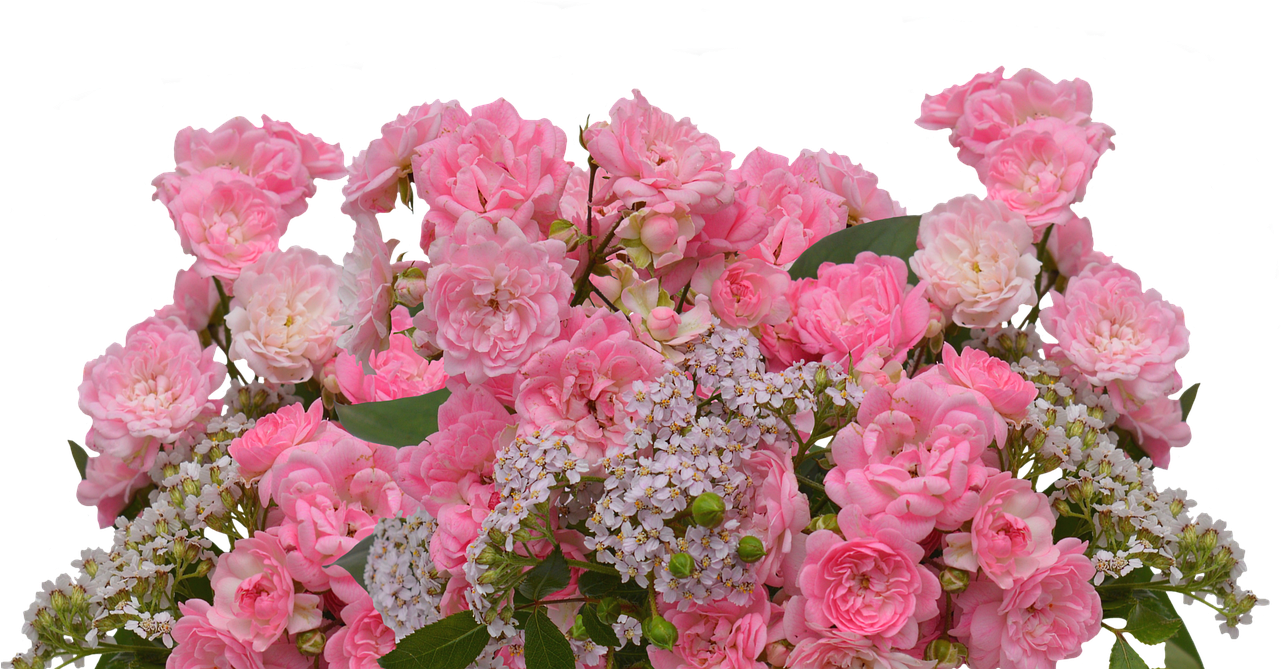 Roses,love,pink Roses,valentine's - Garden Roses Clipart (1280x950), Png Download