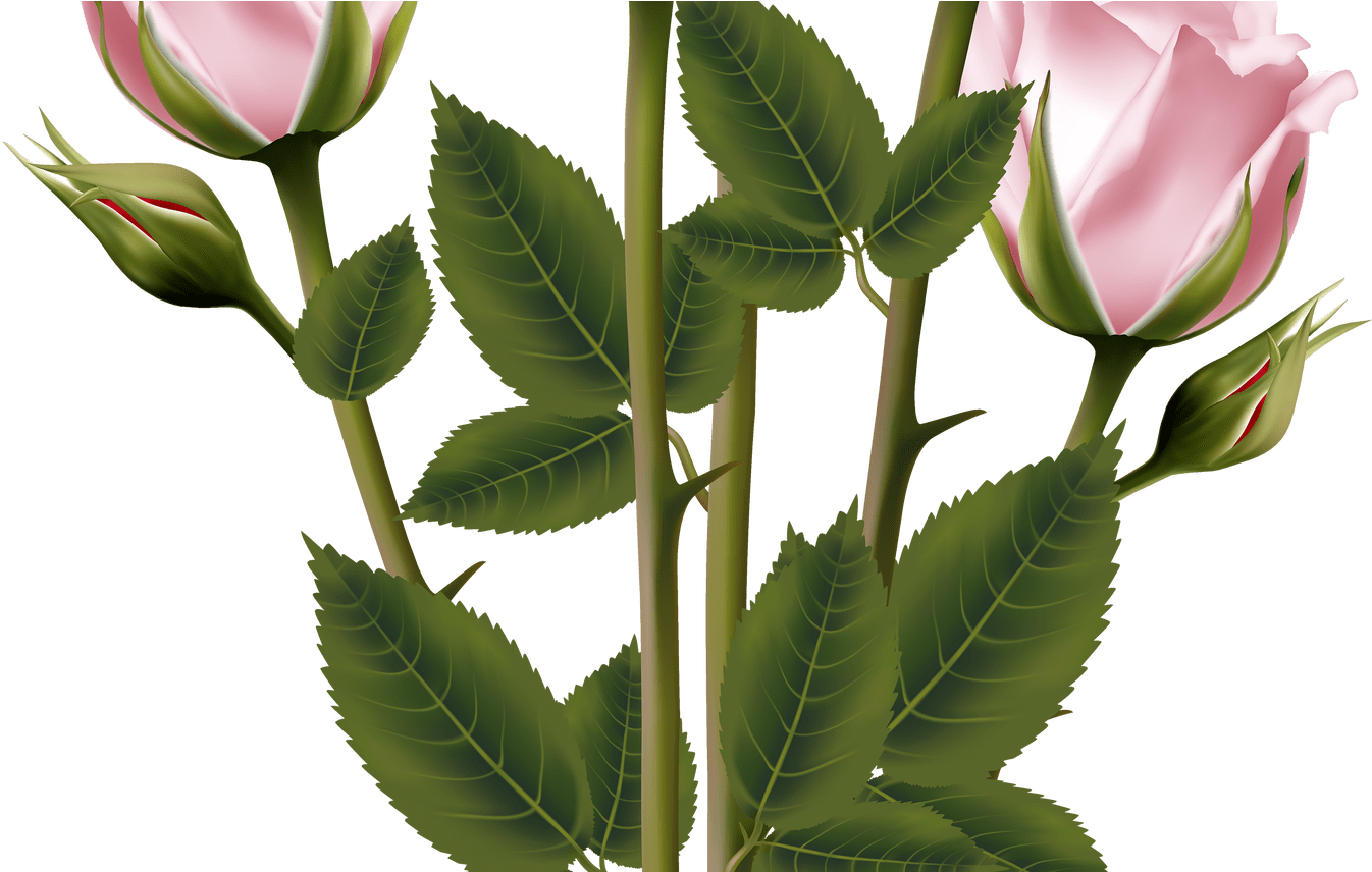 White And Pink Rose Bouquet Transparent Png Clip Art - Evergreen Rose (1346x856), Png Download