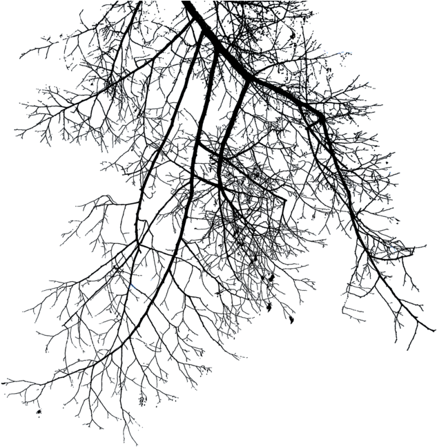 Best Png - Winter Tree Branches Png Clipart (900x651), Png Download