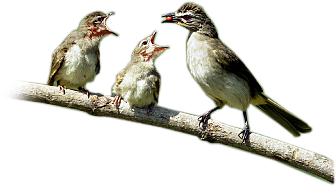 Birds - Lark Clipart (1600x1067), Png Download