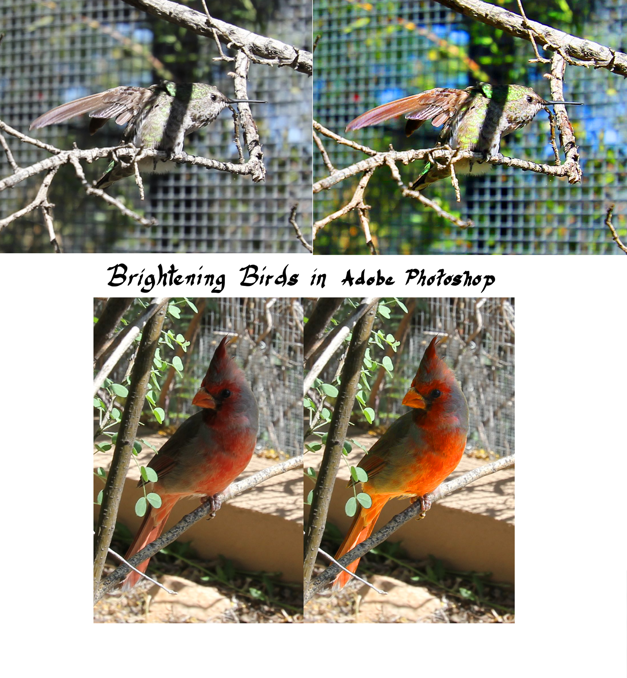Color Correction In Photoshop - Northern Cardinal Clipart (2200x2380), Png Download