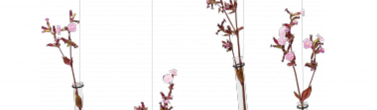 Flensted Mobiles Clipart (1200x350), Png Download