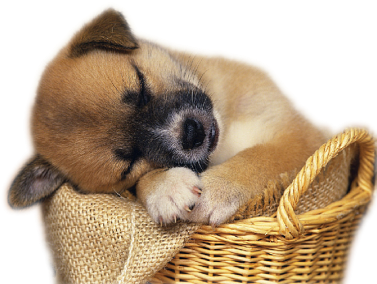 Img010 - Free Clip Art Puppies - Png Download (800x600), Png Download