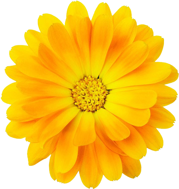 #yellow #bloom #frame #flower #border #flowers #white - Yellow Bloom Flower Png Clipart (1024x683), Png Download
