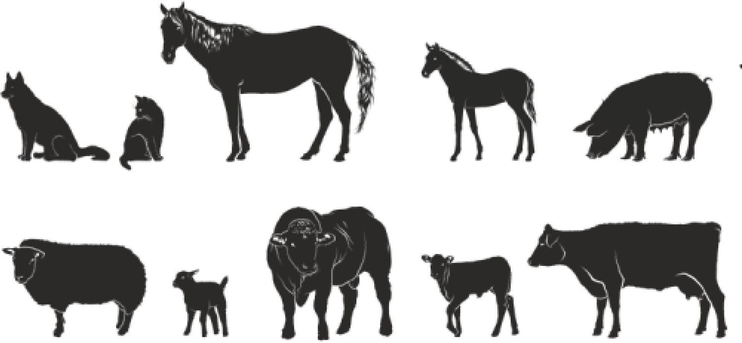 Picture Of 4-h Animals - Animal Agriculture Png Clipart (1500x960), Png Download