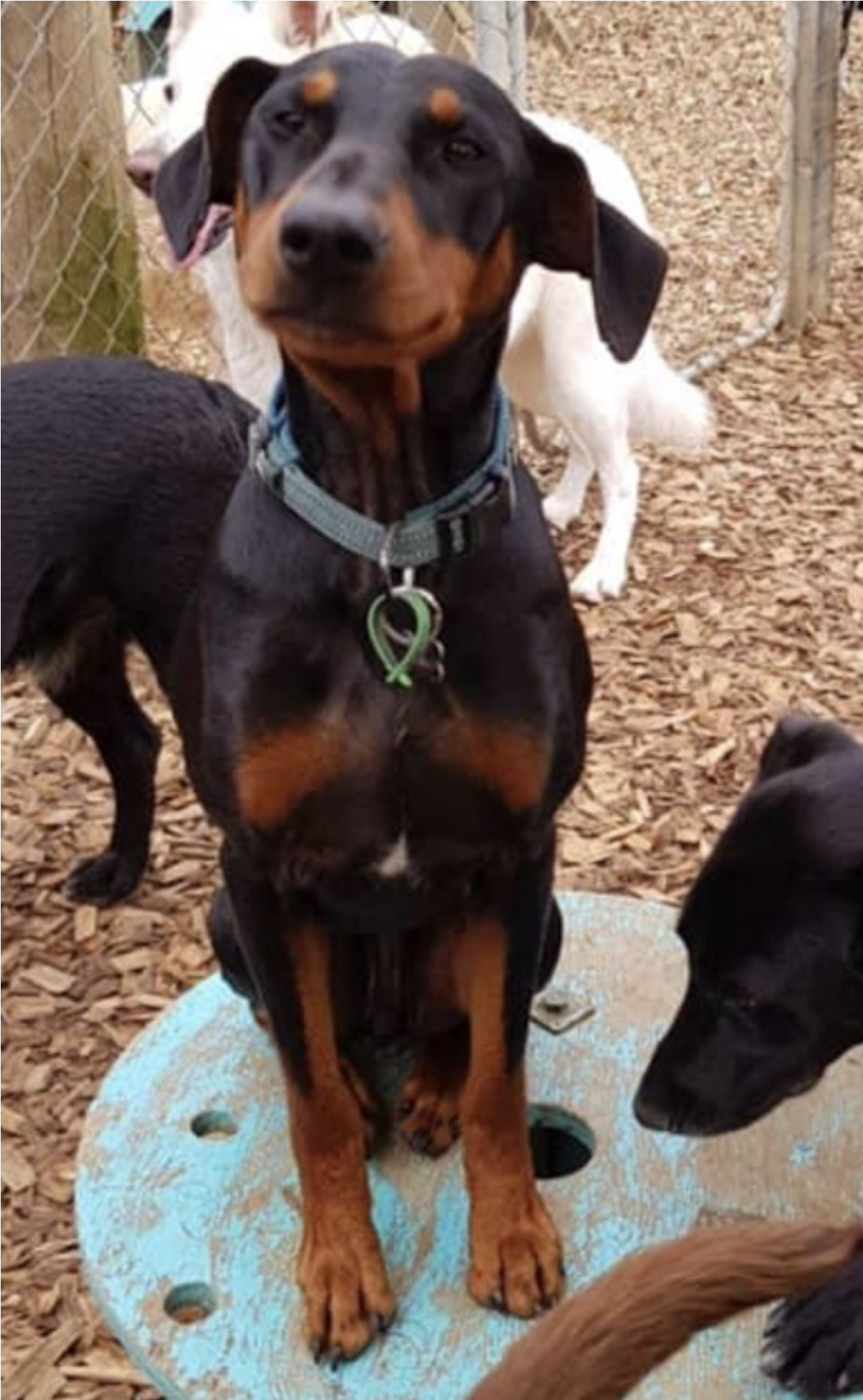 Dobermann Clipart (1947x1947), Png Download