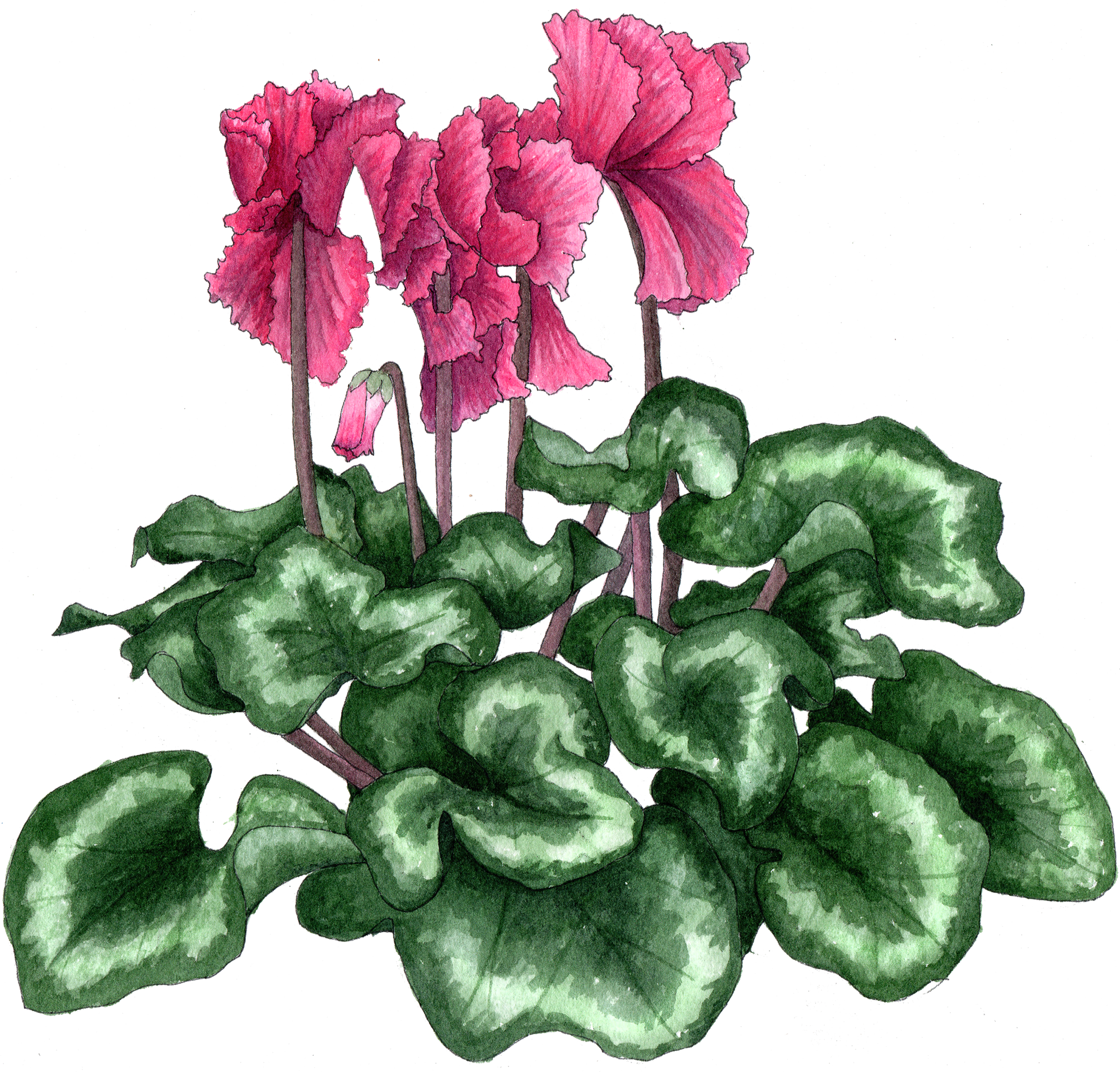 Cyclamen Frilly 300 - Cyclamen Clipart (2000x1915), Png Download