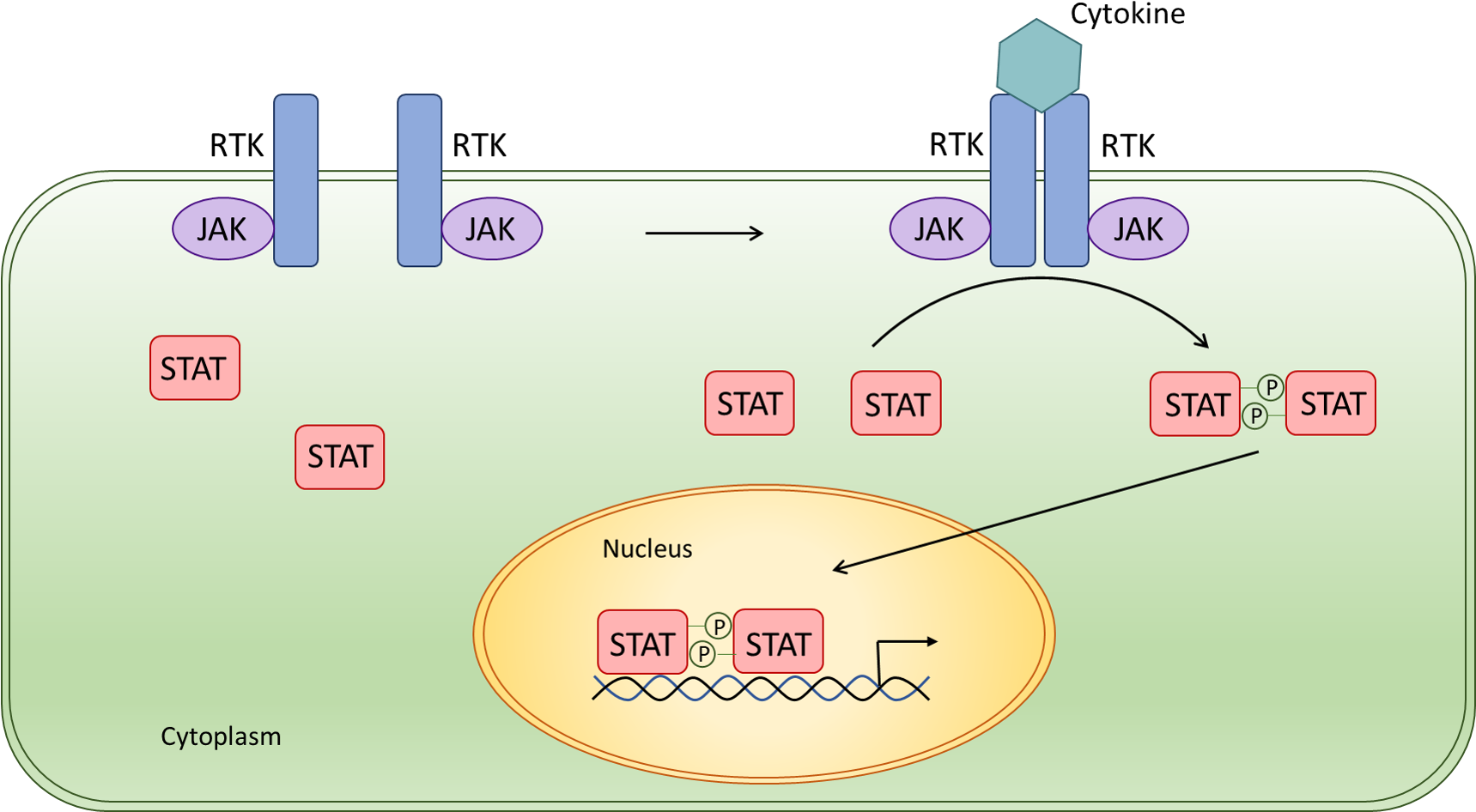 Schematic Jak-stat Signal Pathway - Jak Stat Pathway Macrophage Clipart (1718x967), Png Download