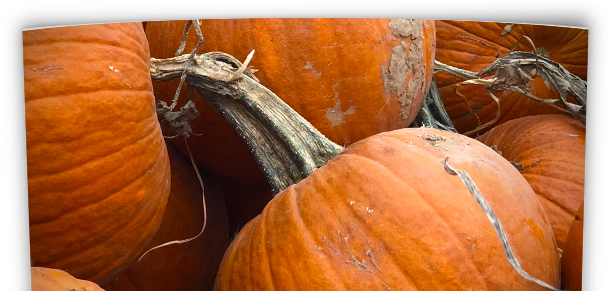 Oklahoma Perennial Flower Guide - Pumpkin Clipart (1201x574), Png Download