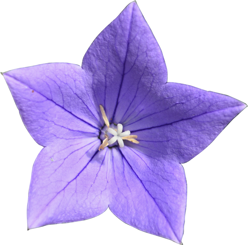 Perennials - Balloon Flower Clipart (812x800), Png Download