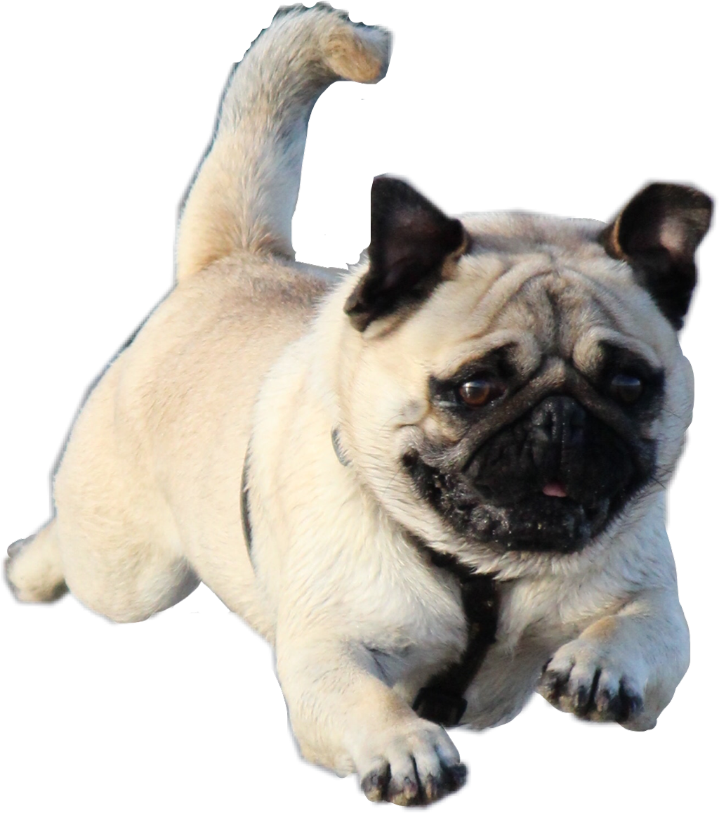 #pug #jumping #dog #freetoedit - Pug Clipart (1024x1157), Png Download