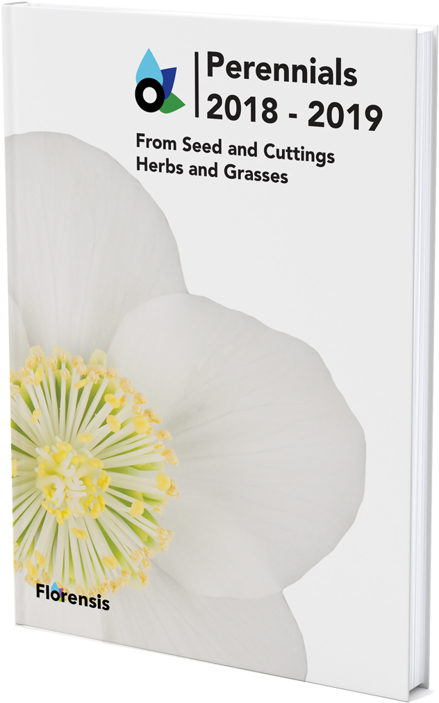 Catalogue - Poppy Family Clipart (1000x1333), Png Download