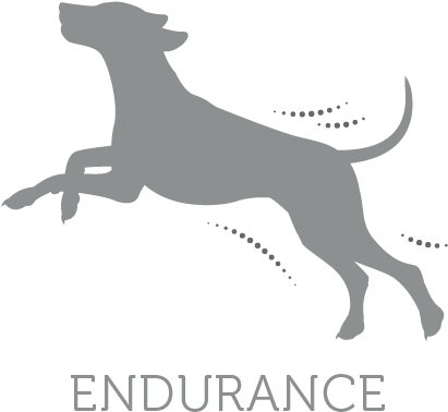 This Formula, Engineered By Specialists, Contains A - Dog Catches Something Clipart (591x591), Png Download