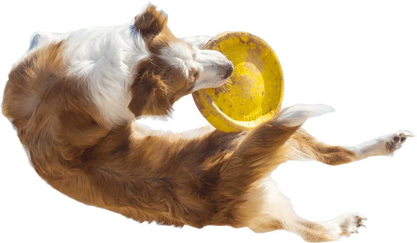 Image - Dog Catches Something Clipart (888x532), Png Download
