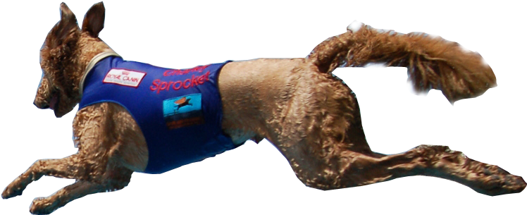 Join Us For Kansas City's Only Pet And Music Festival - Dog Catches Something Clipart (1500x1006), Png Download