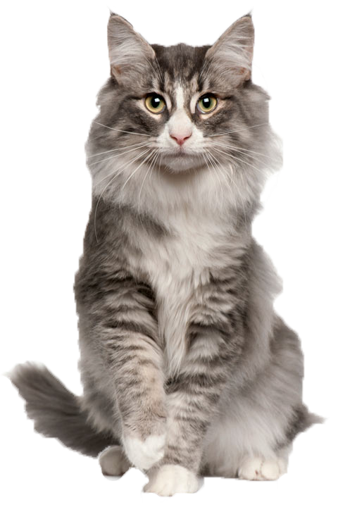 Chat Des Forets Norvegiennes Clipart (480x720), Png Download