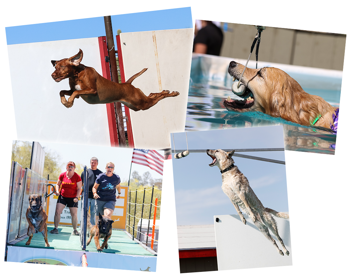 This Is Dockdogs - Dog Catches Something Clipart (1131x900), Png Download