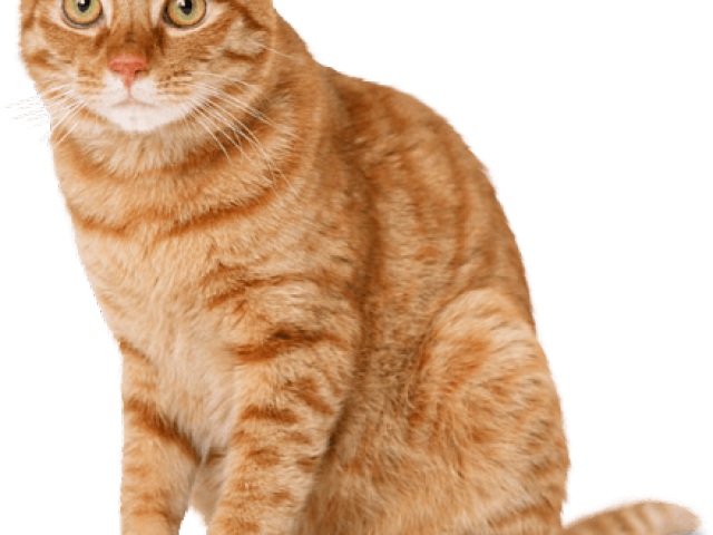 Tabby Cat Clipart Striped Cat - Mango Shaped Space Cat - Png Download (640x480), Png Download