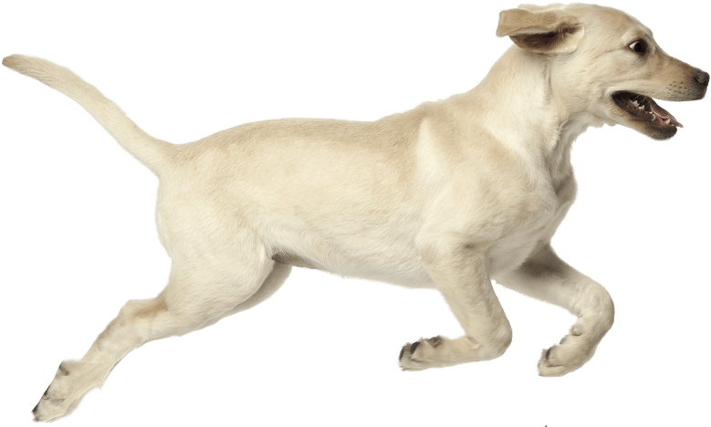 Next - Companion Dog Clipart (1298x468), Png Download
