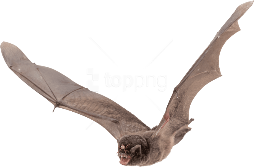 Download Large Images Background - Bat Flying Clipart (850x558), Png Download