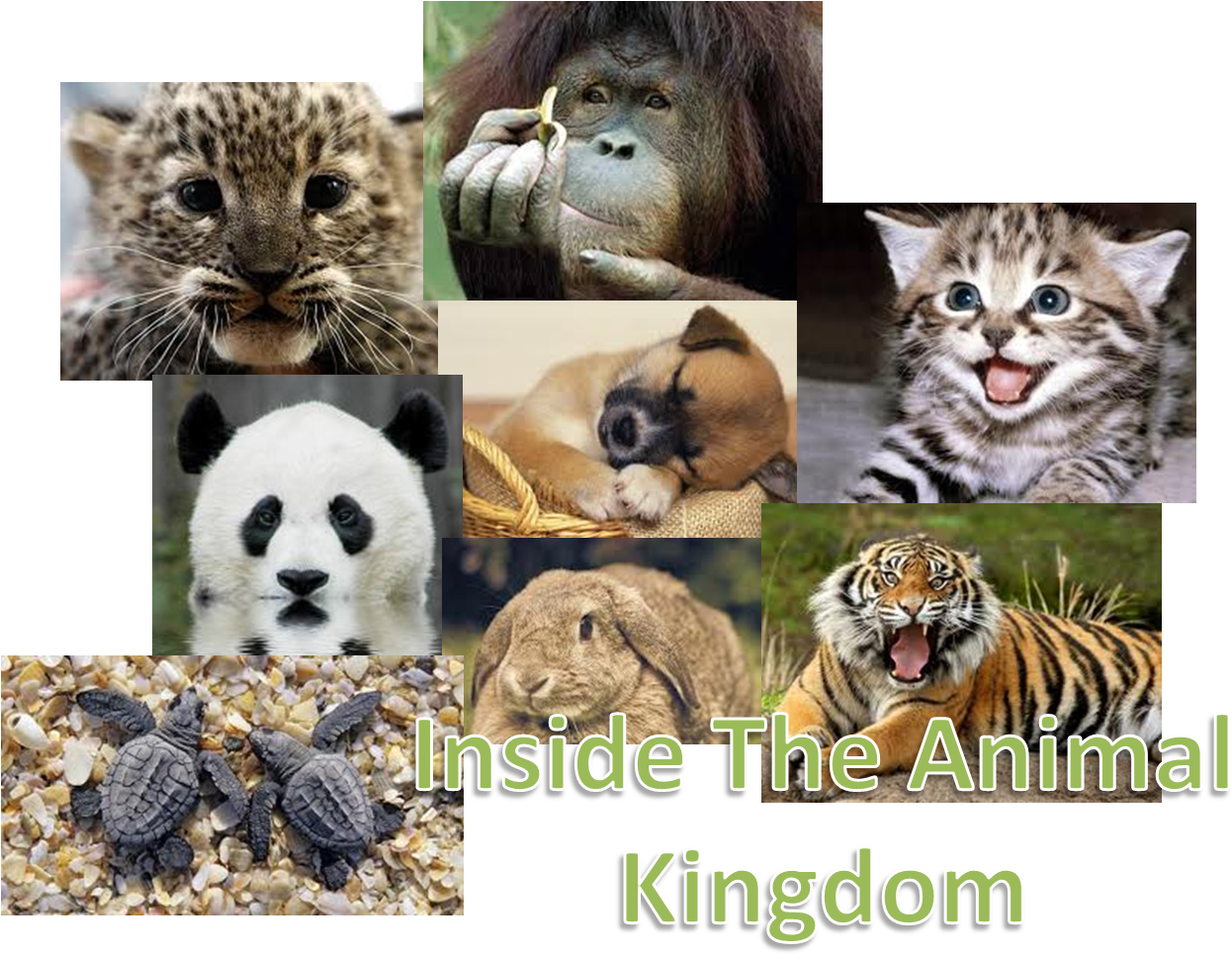 Kitten Clipart (1320x1043), Png Download