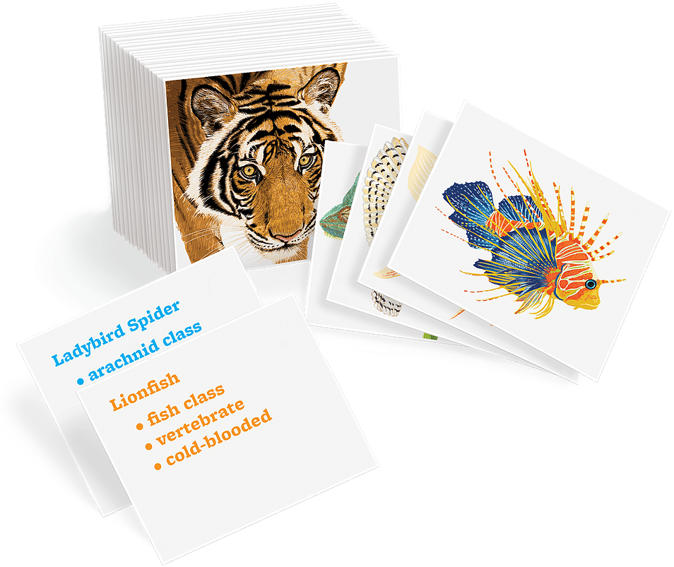 Animal Kingdom Cards - Graphic Design Clipart (977x846), Png Download
