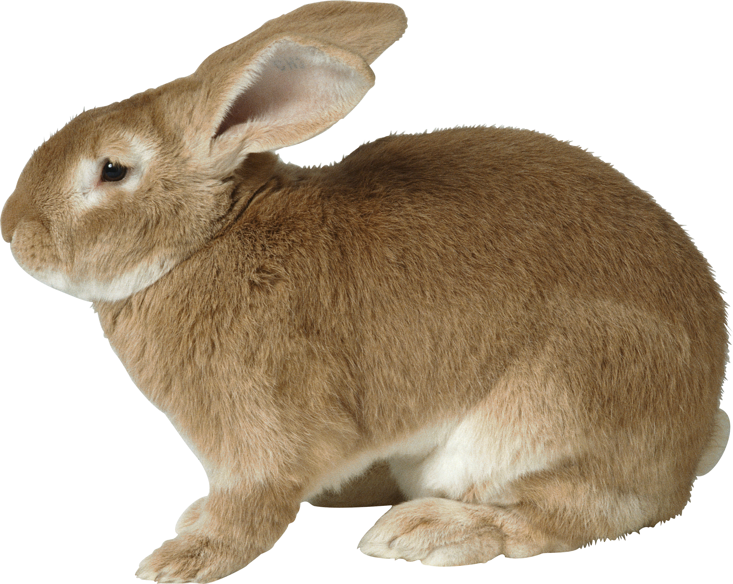 Rabbit Png Image - Rabbit Png Clipart (3069x2445), Png Download