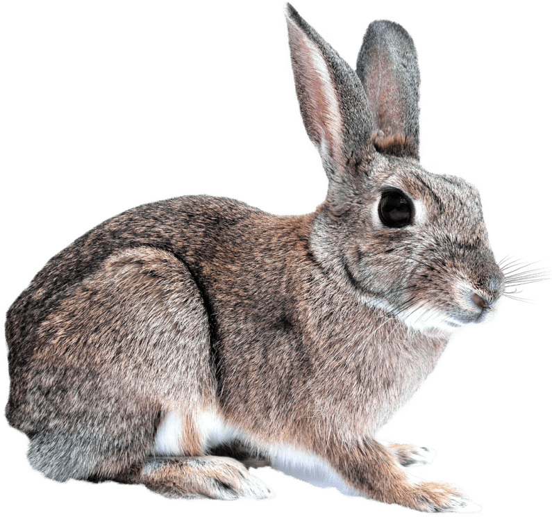 Free Png Download Bunny Rabbit Png Images Background - Rabbit Png Transparent Clipart (850x793), Png Download