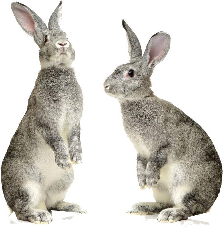 Reproduction Sexuée Chez Animaux Clipart (1024x1024), Png Download